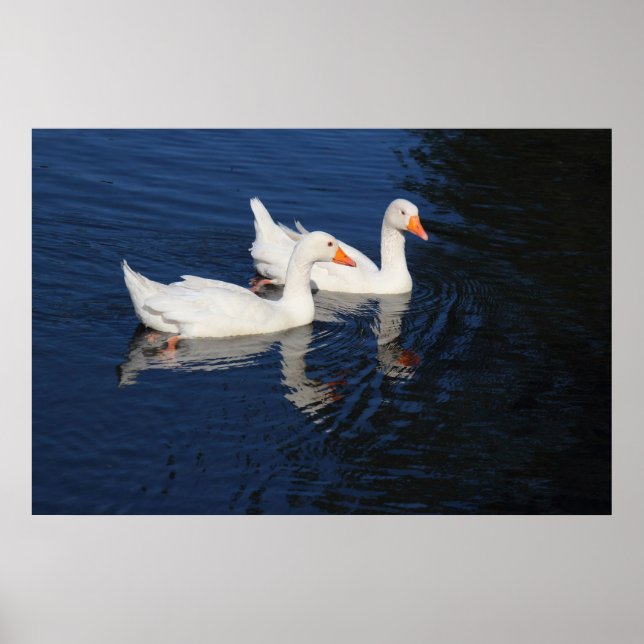 Póster Dos Geese Emden (Frente)