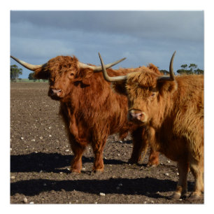 Póster Dos grandes vacas Highland,