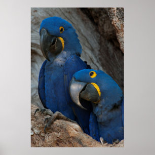 Póster Dos guacamayos jacintos, Brasil