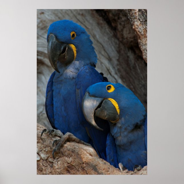 Póster Dos guacamayos jacintos, Brasil (Frente)