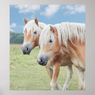 Póster dos Haflinger