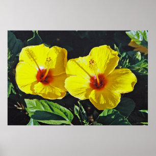 Póster Dos hibiscos amarillos