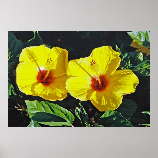 Póster Dos hibiscos amarillos (Frente)