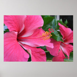 Póster Dos Hibiscus Pink calientes