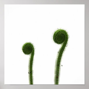 Póster Dos Hojas de Drosera Arrolladas