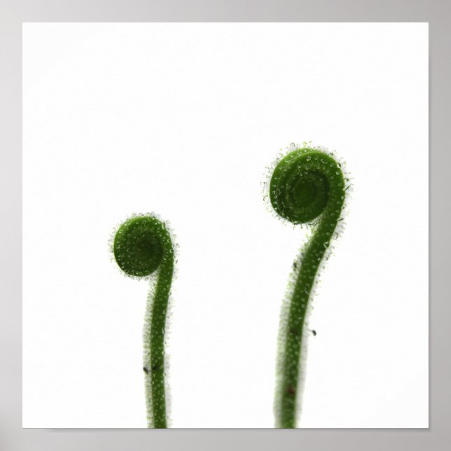 Póster Dos Hojas de Drosera Arrolladas (Frente)