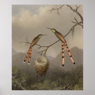 Póster Dos Hummingbirds con sus jóvenes