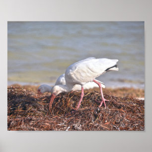Póster Dos Ibis blancos, Florida
