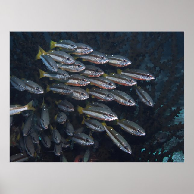 Póster Dos Instantáneas Spot (Frente)