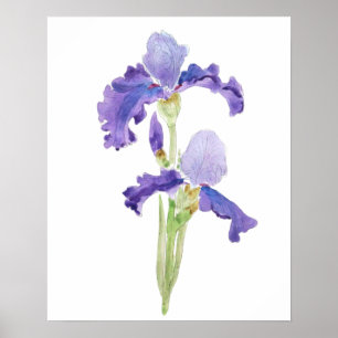 Póster dos iris morado de tinta y acuarela