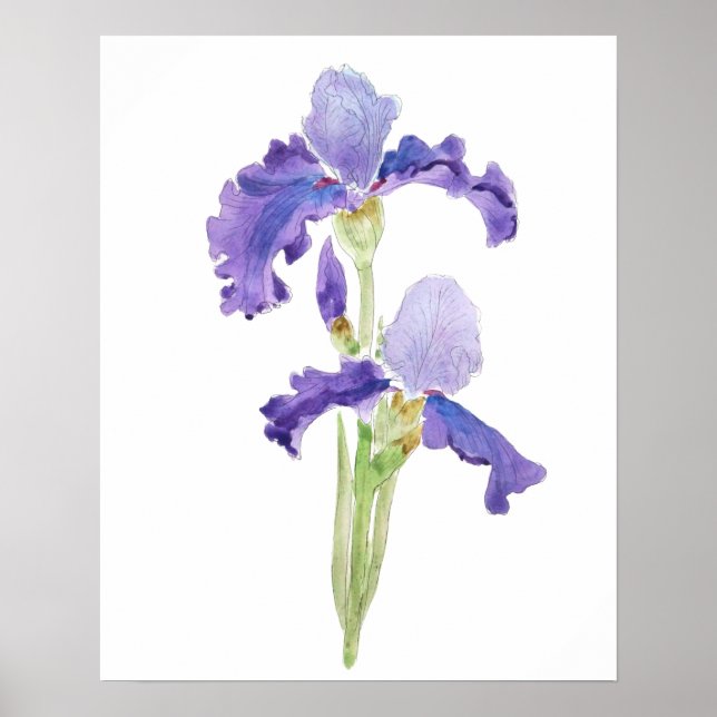Póster dos iris morado de tinta y acuarela (Frente)