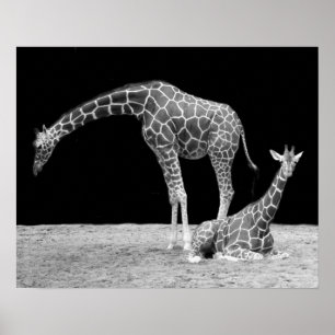Póster Dos jirafas en blanco y negro