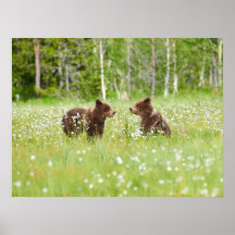 Dos jóvenes amigos osos marrones poster