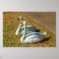 Dos jóvenes cisnes en la luz del sol de otoño