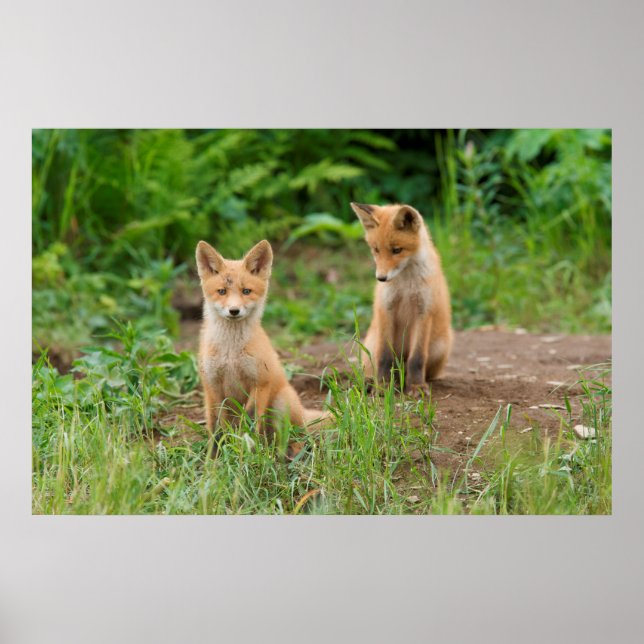 Póster Dos jóvenes zorros rojos en la naturaleza (Frente)