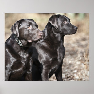 Póster Dos labradores retrieveres negros