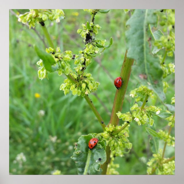 Póster dos ladybugs (Frente)