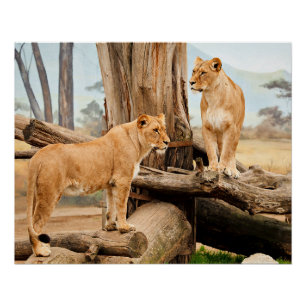 Póster Dos Leones