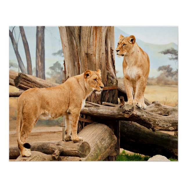 Póster Dos Leones (Anverso)
