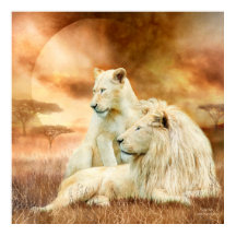 Dos Leones Blancos: juntos Poster/Impresión Bella 