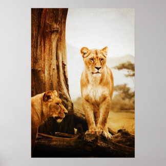 Póster Dos Lioneses Por Árbol