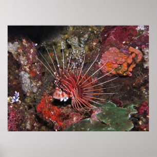 Póster Dos Lionfish
