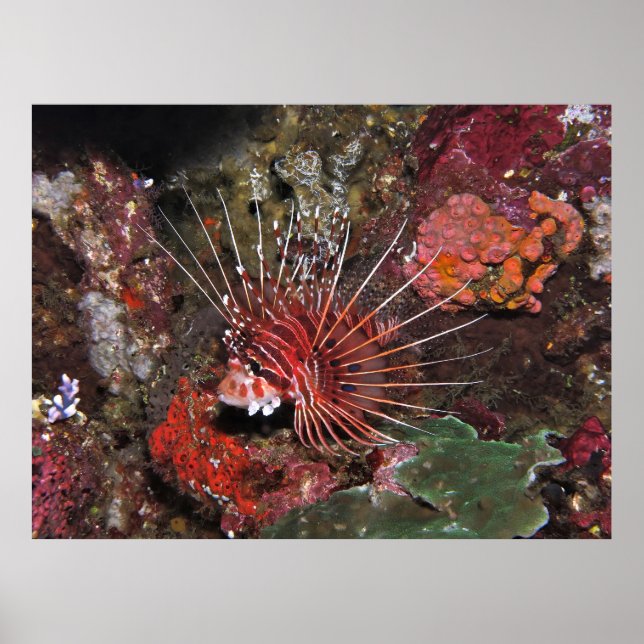 Póster Dos Lionfish (Frente)