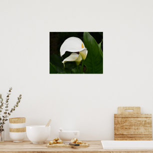 Póster Dos Lirios de Calla Blancos Fotografía Floral