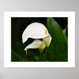 Póster Dos Lirios de Calla Blancos Fotografía Floral