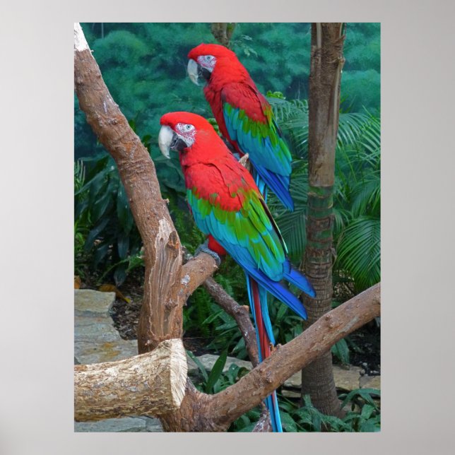 Póster Dos Macaws Rojos y Verdes Ara Cloropterus (Frente)