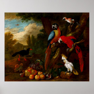 Póster Dos Macaws un Cockatoo y un Jay con Fruit