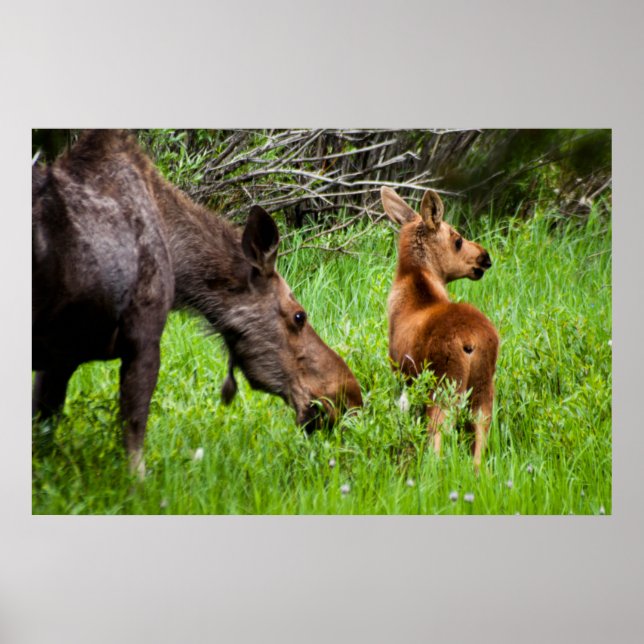 Póster Dos Madres Alerta Moose Madre Y Bebé (Frente)