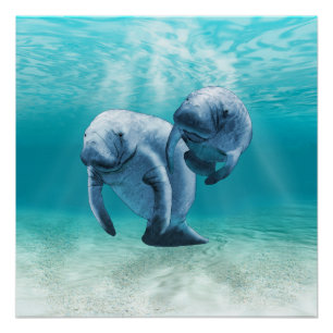 Póster Dos Manatees que nadan