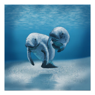 Póster Dos Manatees que nadan