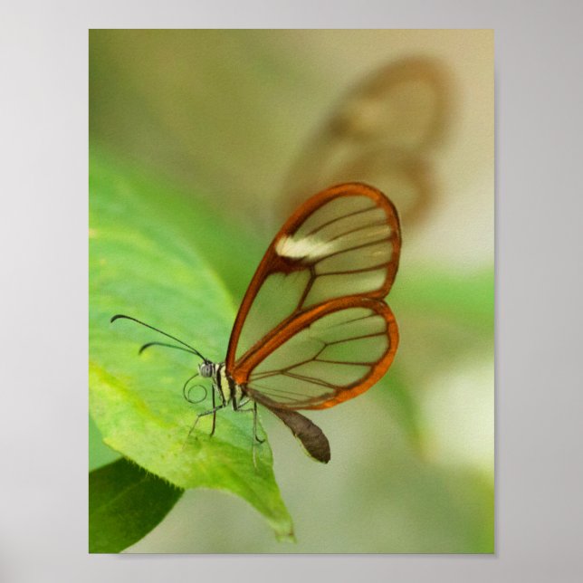 Póster Dos mariposas aladas de vidrio (Frente)