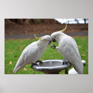 Póster Dos momentos dulces de Cockatoos