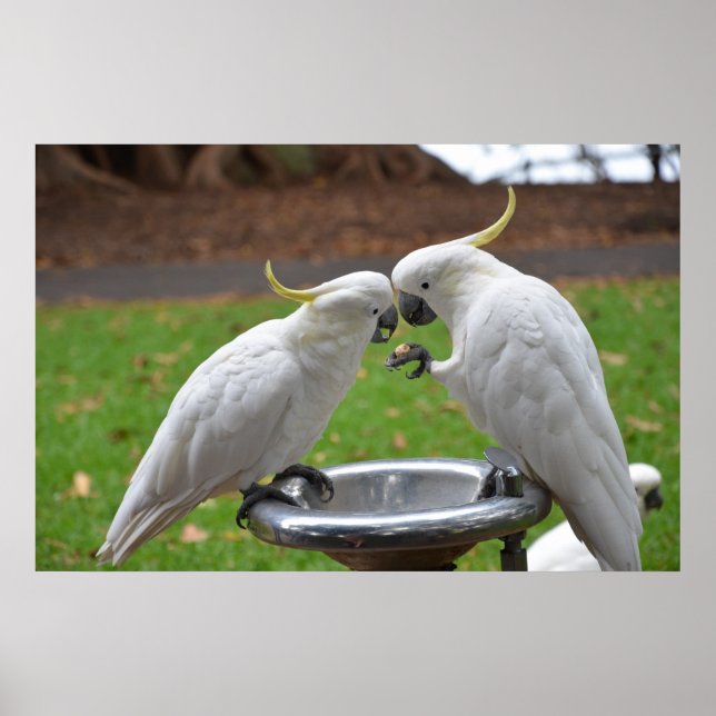 Póster Dos momentos dulces de Cockatoos (Frente)
