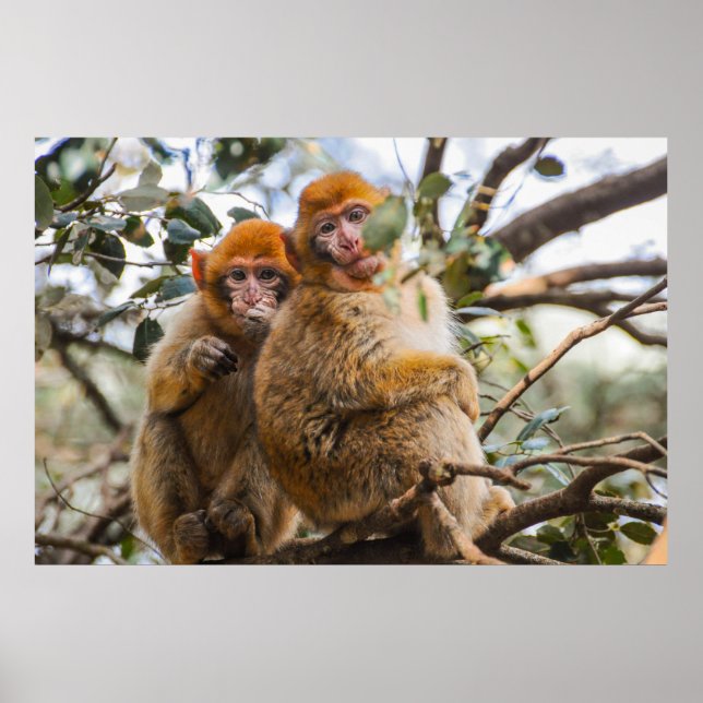 Póster Dos monos cortos (Frente)