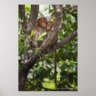 Póster Dos monos en un árbol