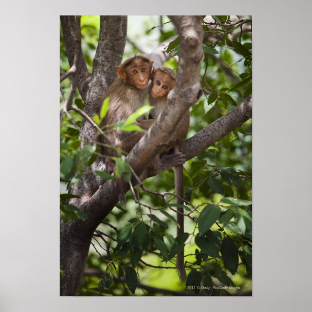 Póster Dos monos en un árbol (Frente)