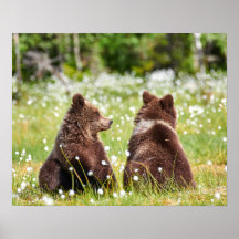 Dos osos marrones jóvenes sentados