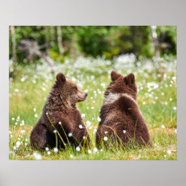 Póster Dos osos marrones jóvenes sentados