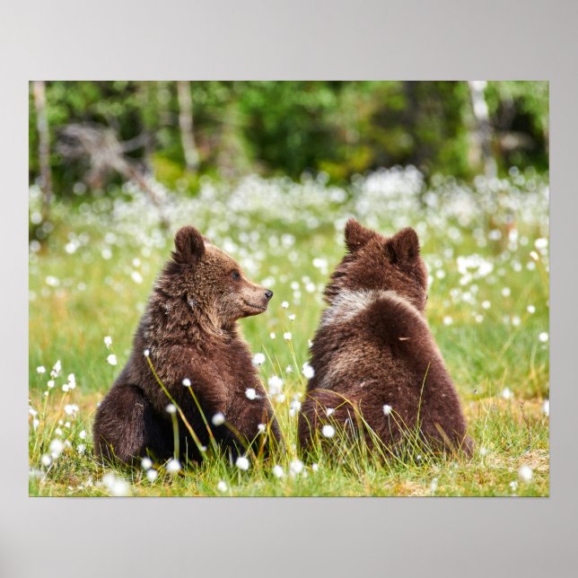 Póster Dos osos marrones jóvenes sentados (Frente)