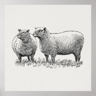 Póster Dos ovejas ilustradas