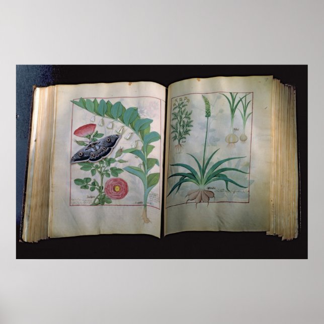 Póster Dos páginas que representan Rosa y ajo (Frente)