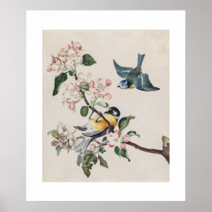 Póster Dos pájaros herrerillos vintage en un manzano
