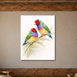 Póster Dos pájaros pinzones de Gould coloridos