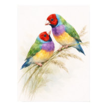 Dos pájaros pinzones de Gould coloridos