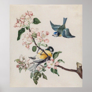 Póster Dos pájaros tetas de época en un árbol de manzanas