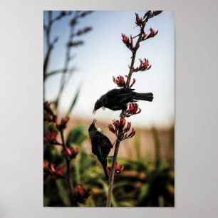 Póster Dos pájaros turcos en el fracaso de Nueva Zelanda